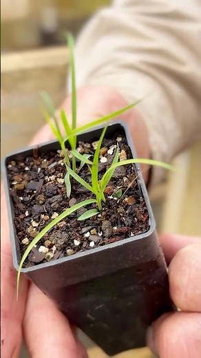 Why Are We Planting This Native Grass? 🌱