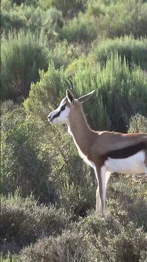 Springbok Leaping in the Savannah 🦌