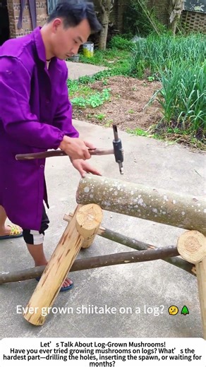 Drilling Mushroom Logs – Creating Holes for Spawn with a Hammer and Punch! 🔨🍄