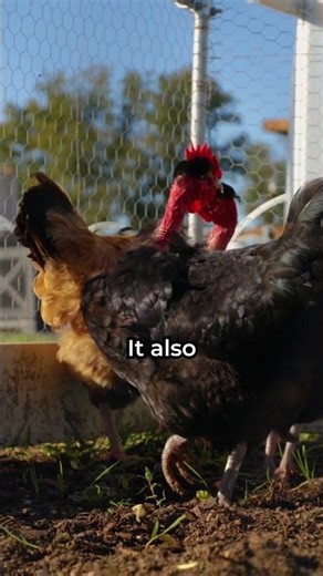 When to Move Your Chicken Tractor #freerangechickens