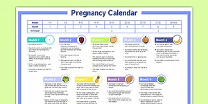Pregnancy Calendar and Development Overview