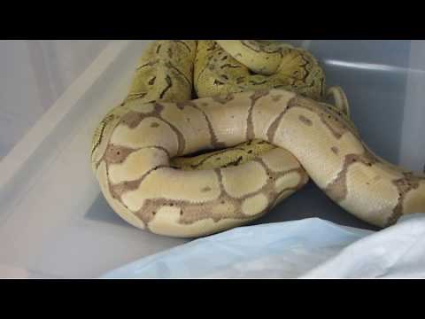 Pythons regius accouplement Tigresse ma Dragon Fly (Fire PinstripePastel) X Banania mon mâle Banana