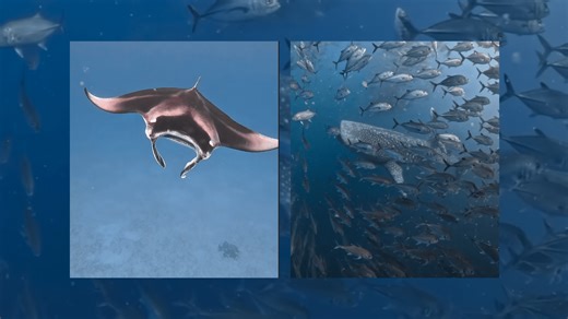 Balicasag Island hides world of wonders: See for yourself