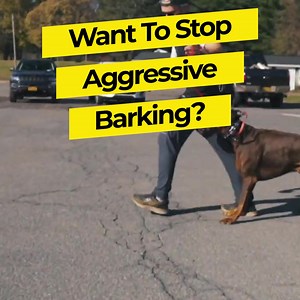 Does your dog have some bad behaviors? 🐶 Easily get rid of behaviors like: ✅Excessive Barking ✅Jumping on guests ✅Aggression ✅Chewing on Furniture or Items ✅And Much More! | Dog Training Pros