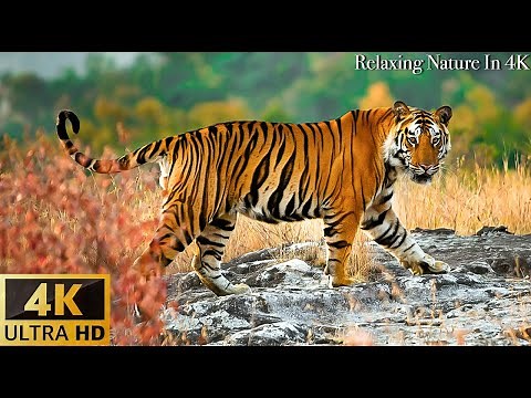 Animals Of The World 4K: Asian tiger, ... - Scenic Wildlife Film With Calming Music