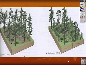 US Forests Lecture