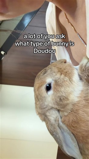 Haaland Lop Bunny: What Breed Is Doudou?