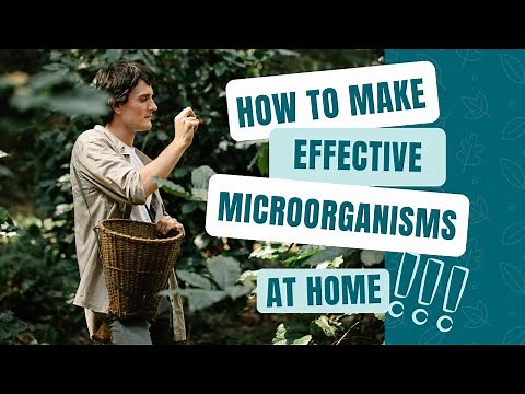 How to make Effective Microorganisms (EM) at home.