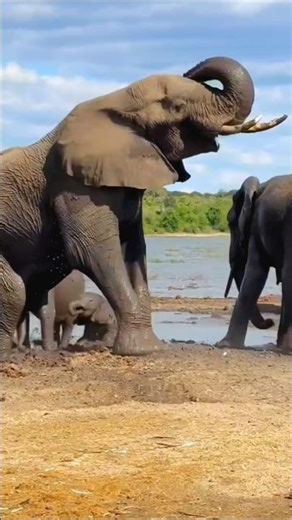 How Elephants Are Evolving to Outsmart Humans