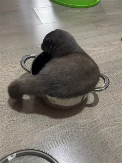 American Mink: The Adorable Pets Like Cats