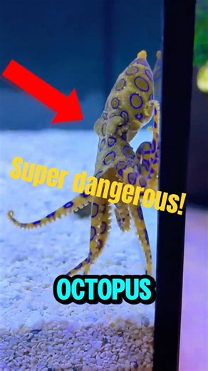 This Tiny Octopus Can Kill in Minutes. #animals #interesting #octopus