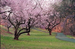 Cherry Blossom - Learn About Nature
