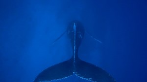 The singer whale. Hypnotizing. Filmed at 30m in Moorea | Guillaume Néry