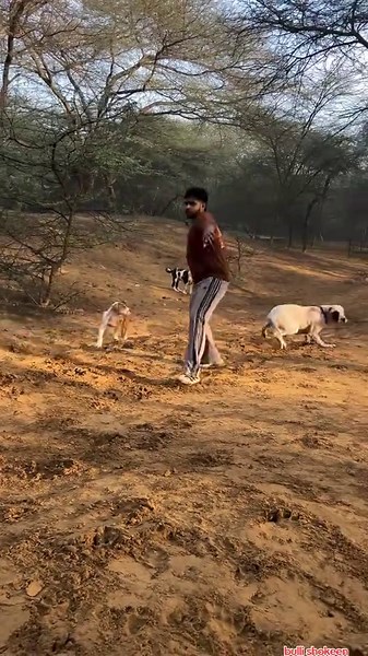 Bulli Shokeen: A Popular Dog Breed
