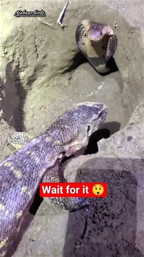 Cobra vs monitor lizard!! 🐍🦎 #shorts #snake #wildlife