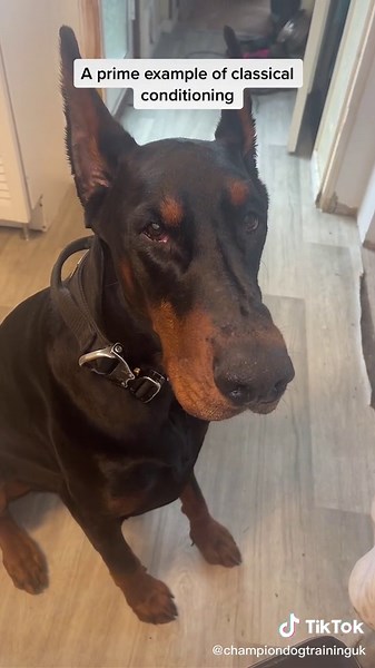 Dog Training: Championing Classical Conditioning