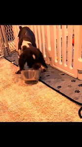 Can anyone tell me if this is normal or is my springer broke 😬🤪 Tiktok🎥-@ merle.the.springer | English Springer Spaniel Fans