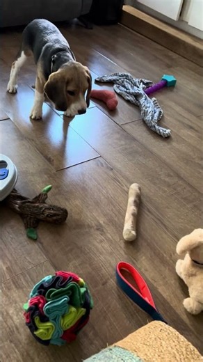 Beagle Pup Howls at Toy #beagle #puppy #howling