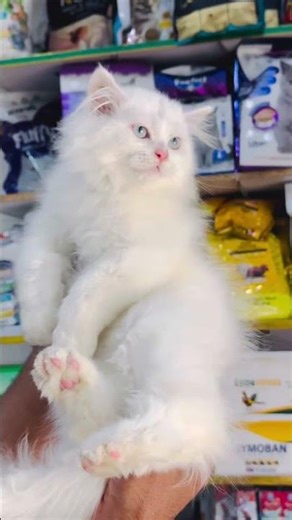 Persian blue eyes male kitten #cat #funny #viral #youtube #shortsfeed
