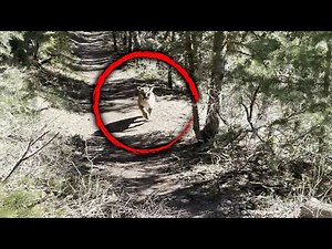 How Hiker Survived Being Stalked by a Mountain Lion