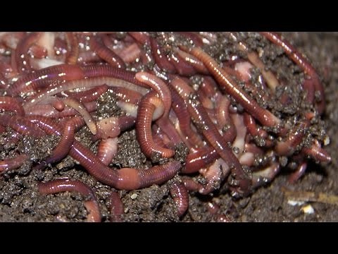 How to Catch Worms for fishing with dish soap in your backyard! How to Fish channel