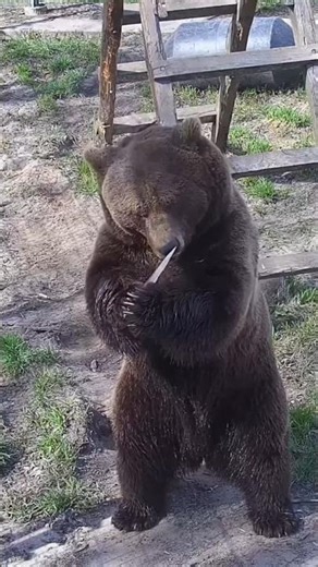 Мансур показал с чем играет🐻🫶#mansurbear #авиамедведь