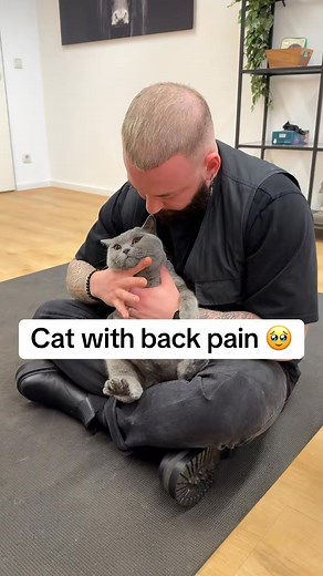 4.9K views · 88 reactions | Cat with back pain 凉凉凉 • • • #foryou #asmr #animal #animals #tiere #c... | Bones Hands Animals | Facebook