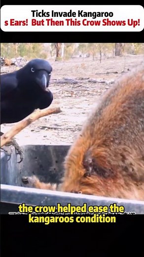 Ticks Invade Kangaroo’s Ears! But Then This Crow Shows Up! #Kangaroo #Crow #NatureHelp