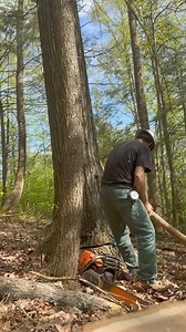 173K views · 1.1K reactions | #logging #timberfalling #timber #timberfaller | Hibbs Logging | Facebook