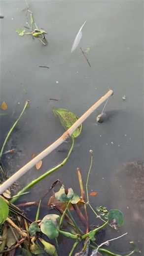 Bamboo Rod Catches Massive Fish #fishing #shorts #catch