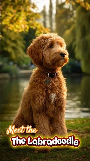 🐾 Labradoodle | Labrador Retriever + Poodle Mix #Labradoodle #DogMix #CuteDogs