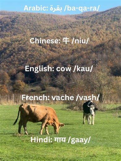 To say COW in different languages. #globelanguage.org #multilanguages #cow #fyp