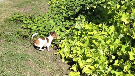 The Easter Bunny isn't the only one with hops! | America's Funniest Home Videos