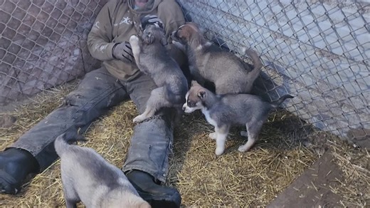 #over40club #sevenmilehillsanctuary #alaskalife #alaska #mountainlife #cabin #cabinlife #frontier #alaskanhuskies #