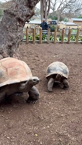 148K views · 9.9K reactions | Bruno is a carrot crunching machine! 凌 . . . #animals #cuteanimals #tortoise #reptile #cute | San Antonio Zoo | Facebook