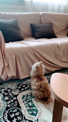 #video #cat #cute #shortvideo #shortsfeed #shortsvideo #shorts #short #funny #fyp #viralshorts