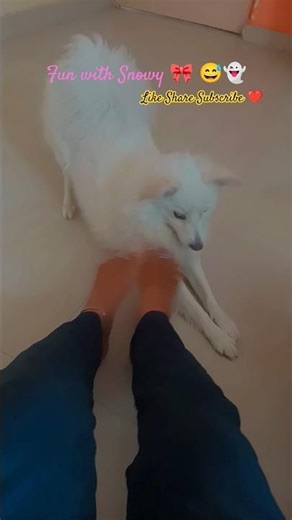 बघा Snowy कशी मला copy करते ⛄👻⛄🎀👀🐾✨#doggybestfriend #pomeranian_dog #youtubeshorts #pomeranianpuppy