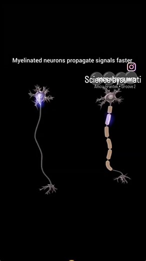 Myelinated #neuron#sciencebysumati