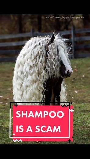 Shampoo is a scam #nopoo #nopoomethod #shampoo #hair #conditioner #skincareproducts #washhair #viral #trending #daily | Paul Fortin