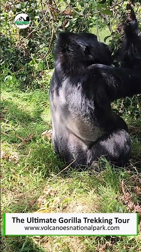 Silver back 🦍Gorilla trekking safari tours| Full guide |🥾 what do mountain gorillas eat ? #reels