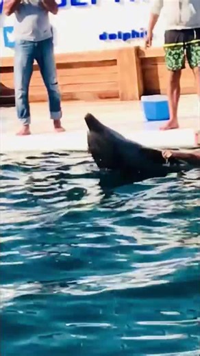 What can go wrong when swimming with the dolphins???😳