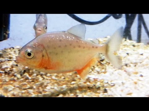 La piraña de vientre rojo (Pygocentrus nattereri) Ficha Técnica