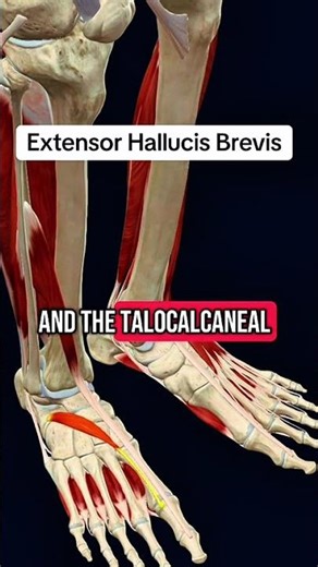 Extensor hallucis brevis #muscle #anatomy 🦵🏋️‍♀️