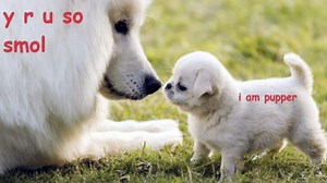 DoggoLingo / Doggo-Speak | Know Your Meme