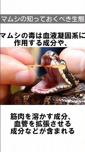 マムシの知っておくべき生態🐍㊙️#shorts