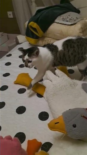 Never Touch Old Huang Again! The Odd Cat Behavior Explained