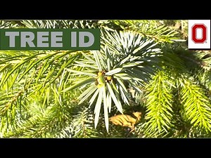 Tree ID: Sitka Spruce