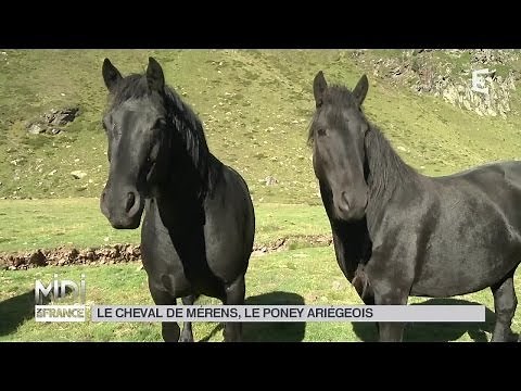ANIMAUX : Le cheval de Mérens, le poney ariégeois