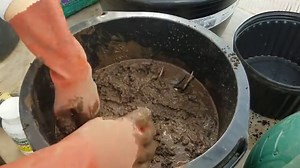 How to Pot Lotus Tubers - Bergen Water Gardens, Lotus Paradise