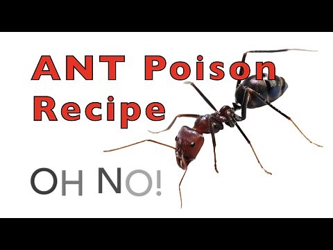 Quick Tip: Home Made Ant Poison Recipe